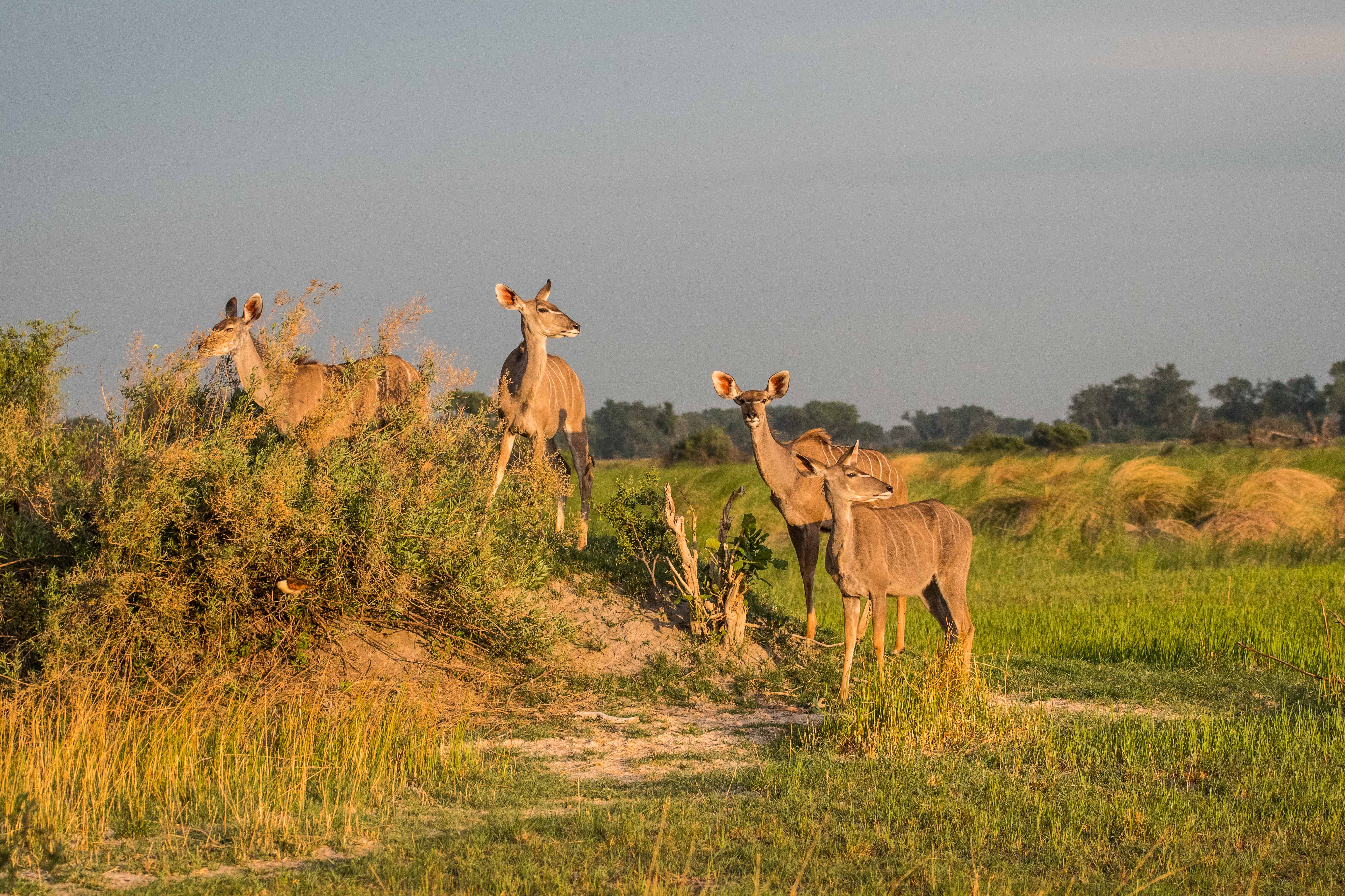 Grand Koudous (Greater Kudu, Tragelaphus strepsiceros), femelles adultes au coucher du soleil, Shinde, Delta de l'Okavango, Botswana.